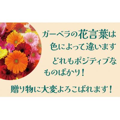 ふるさと納税 碧南市 【ラッピング付】生花 ピンクガーベラ の花束 50本 ギフト H193-002 |  | 02
