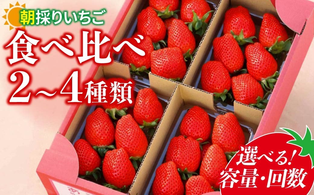 
                  いちご 2種～4種 食べ比べ 選べる容量 回数【全国いちご選手権入賞】 | イチゴ 苺 高品質 たっぷり 新鮮 完熟 旬 ストロベリー 高級 産地直送 果汁 甘い あまい 人気 高評価 高糖度 ごほうび プレゼント 朝採れ やよいひめ ななか 恋みのり あまおとめ あすかルビー 贈答用 群馬県 前橋市
                