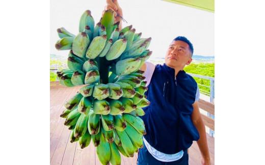 ◆幻のアイスクリーム・バナナ２kg◆沖縄県南城市産【ブルージャワバナナ】2025年8月～11月発送