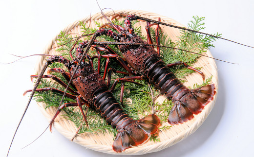 魚匠海人おすすめ！熊野灘産 「活 伊勢海老約1.1kg 」《2尾》正月 おせち お歳暮 刺身 天然 お祝い 海鮮 魚介 BBQ バーベキュー みそ汁【D03】