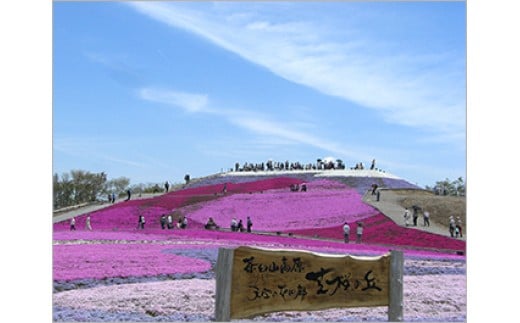 茶臼山高原「芝桜の丘」
