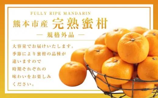 【規格外品】熊本市産 完熟 蜜柑 ご家庭用 12kg 【2026年9月上旬～2027年2月上旬迄発送予定】 みかん ミカン 果物 フルーツ