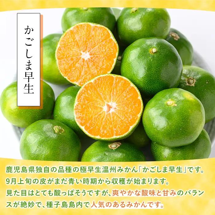 温州みかん 約5kg サイズ大小混合 極早生 鹿児島 蜜柑 ミカン 【提果樹園】n373