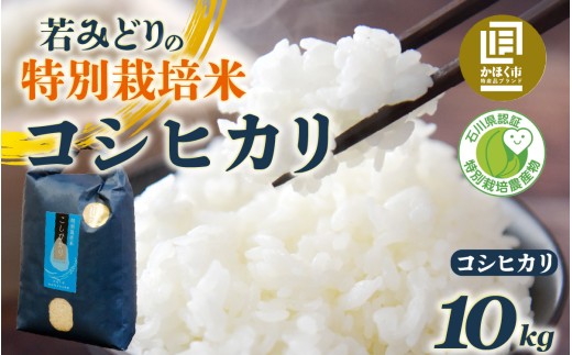 若緑産 特別栽培米「若みどりのこしひかり」10kg