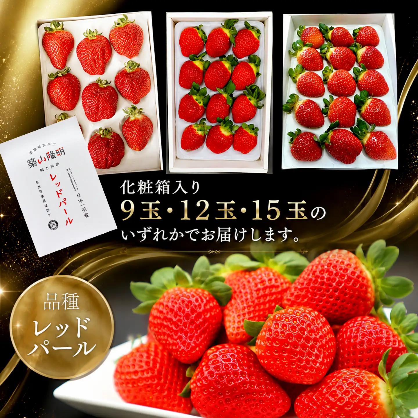 【先行予約】いちご 樹上完熟 レッドパール 約500g 1箱 ｜ イチゴ 