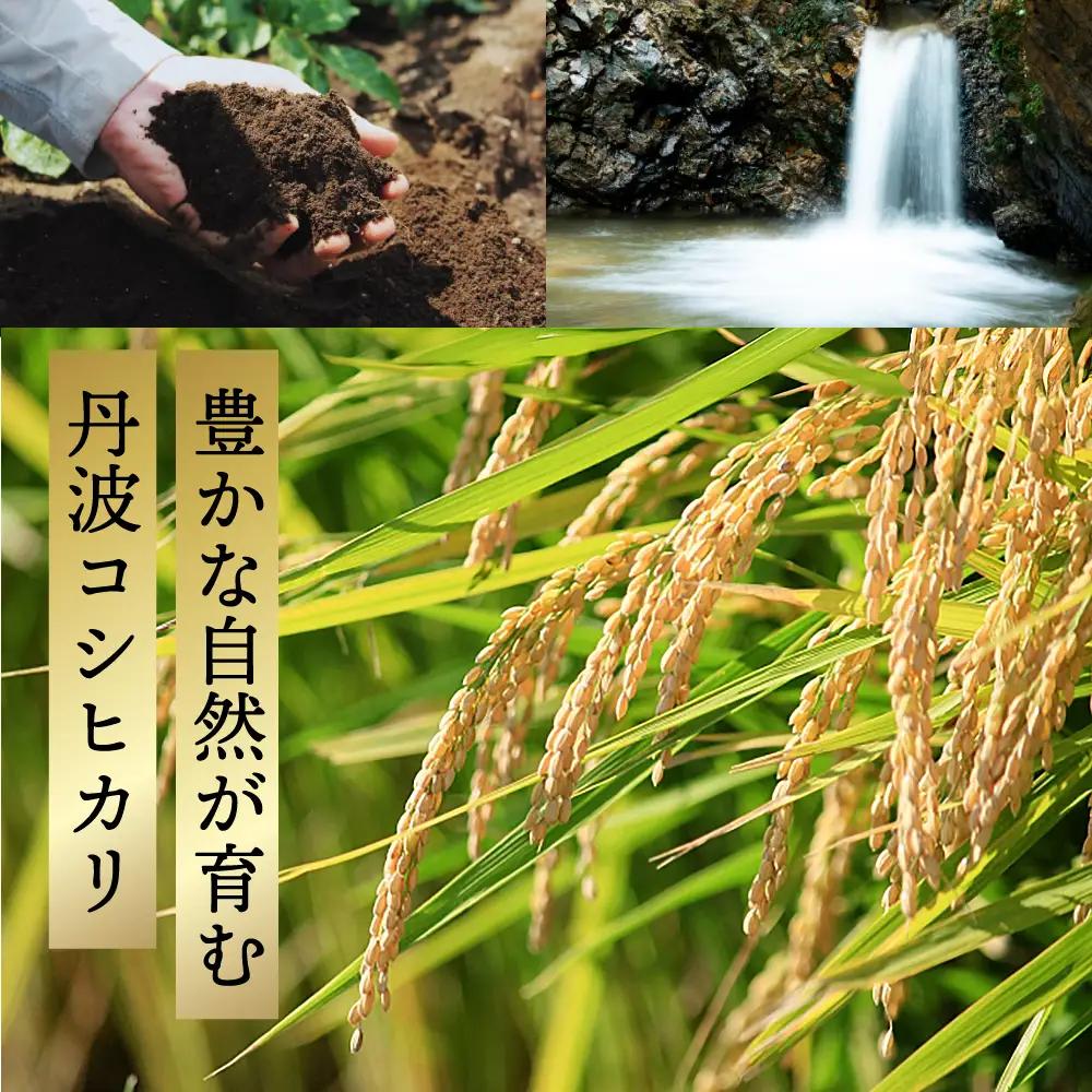 丹波コシヒカリ 白米 10kg 〈丹波市産〉 お米 白米