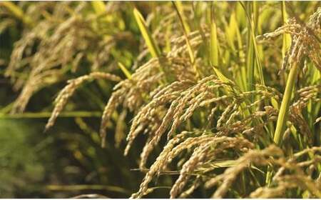 令和7年産【精白米】食べ比べ10kgセット（ゆめぴりか2kg・ななつぼし2kg・ふっくりんこ2kg・おぼろづき2kg・あやひめ2kg）