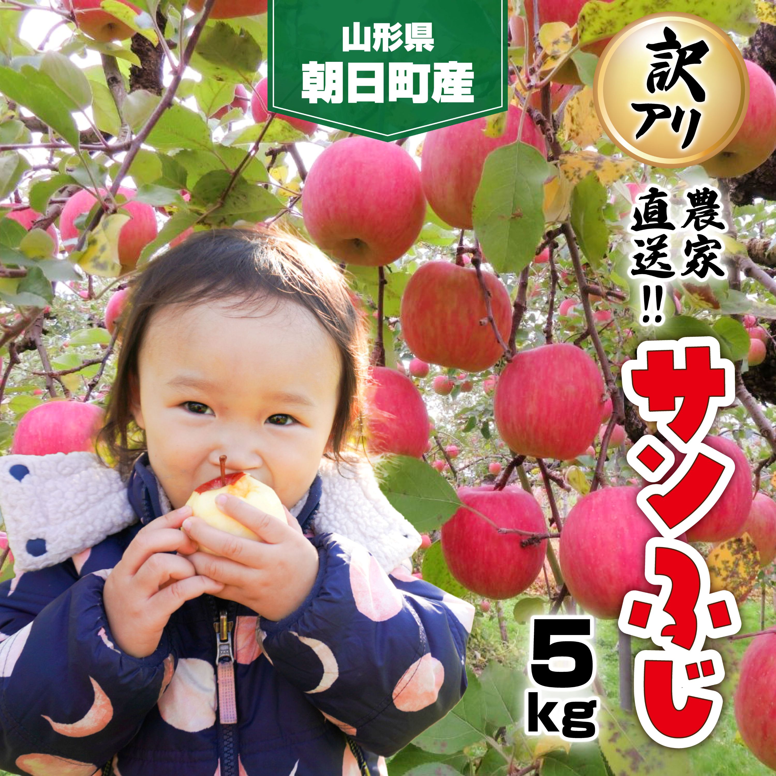 りんご 【 ご家庭用 訳あり 】 サンふじ 5kg 【2026年11月下旬～発送】 山形県 朝日町産 農家直送 山形県産 特産 果物 フルーツ リンゴ 林檎 秋 冬 送料無料