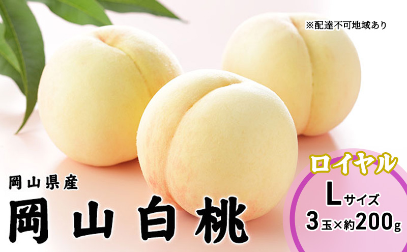 桃 2025年 先行予約 岡山 白桃 ロイヤル 3玉×200g（Lサイズ） 岡山県産 JAおかやまのもも モモ 岡山県産 国産 フルーツ 果物 ギフト