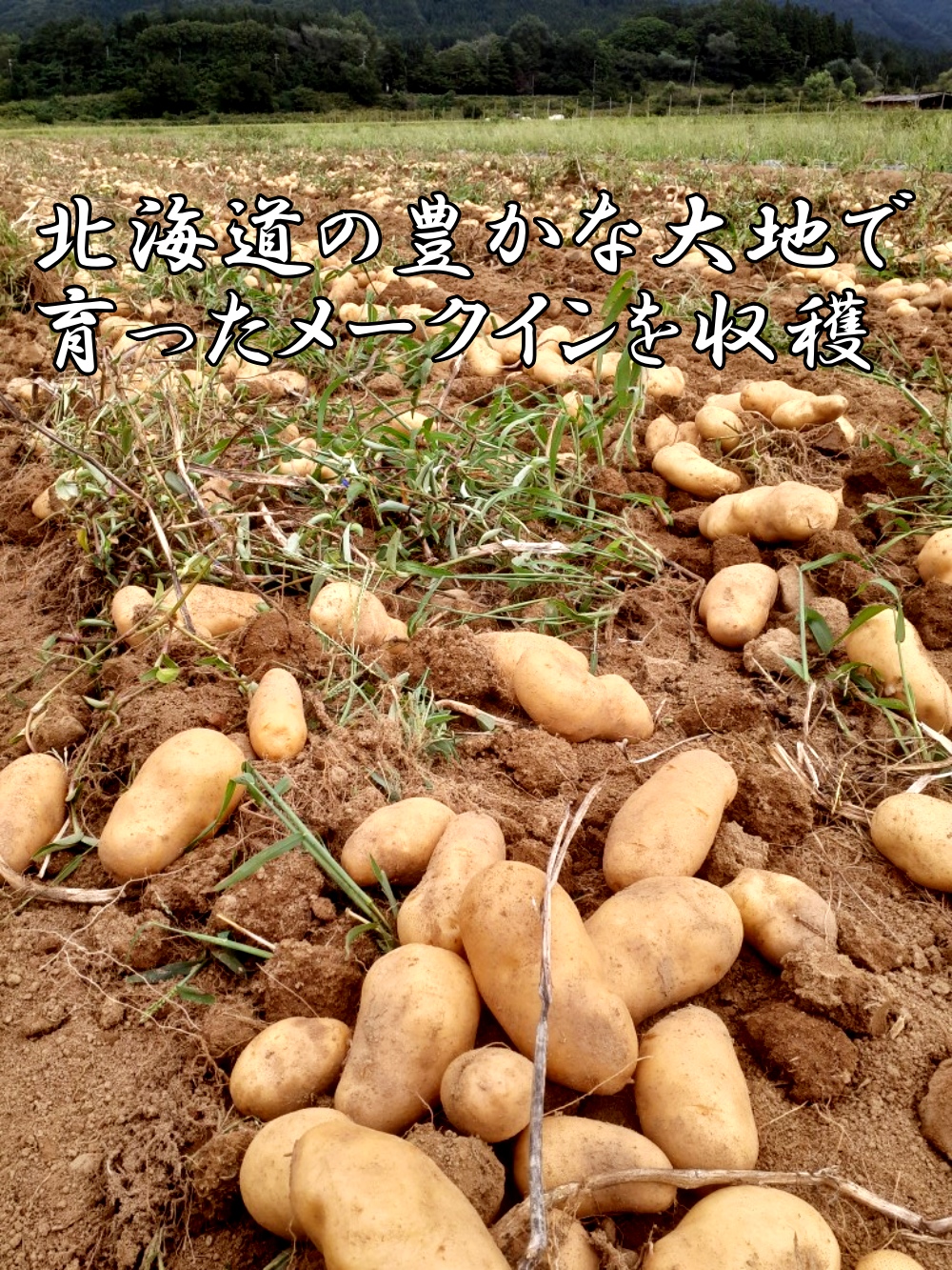 【2025年発送】北海道上ノ国町産 おいしい馬鈴薯「メークイン」　Mサイズ×10㎏