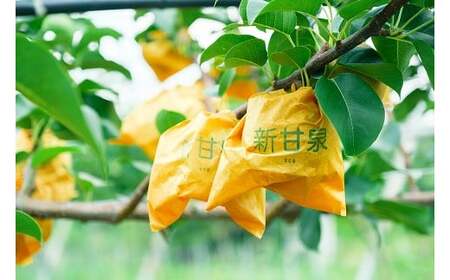 Y1048 八頭町産　梨「新甘泉」3kg【梨 なし ナシ 果物 フルーツ ギフト 先行予約 甘い 果実 果汁 デザート もぎたて 旬】