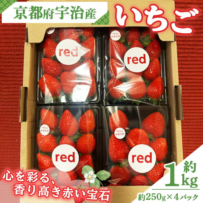 【ふるさと納税】京都府宇治市産いちご(計約1kg・約250g×4パック) 苺 イチゴ 果物 くだもの フルーツ 【uj-FL001】【red】