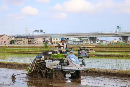 新米 [定期便／6ヶ月連続][令和8年産／10月中旬より順次発送] 伊勢原産 精米 10kg (5kg×2袋) はるみ 農家直送！亀井さんちのうんめぇ！自家製米 [1141]