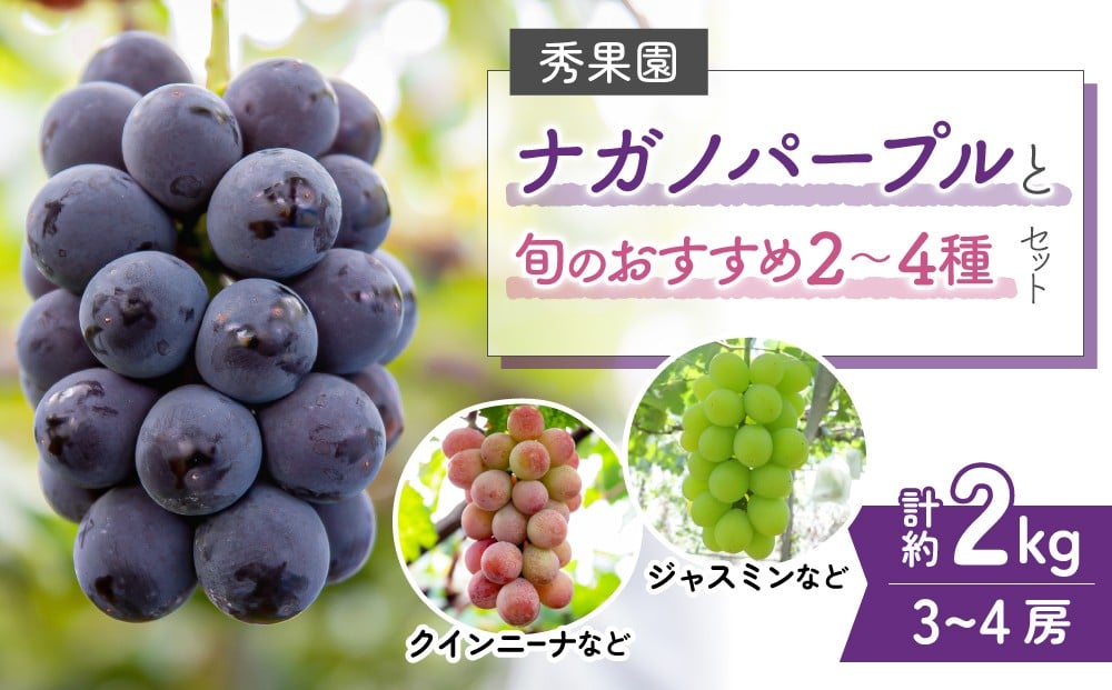 
            【先行受付2026年発送】ナガノパープルと旬のおすすめ2〜4種セット（合計3~4房、約2kg）｜秀果園　※2026年9月下旬以降発送予定
          