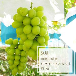 【全3回】夏と秋を味わうフルーツ定期便 (桃・マスカット・柿)【tkb370】