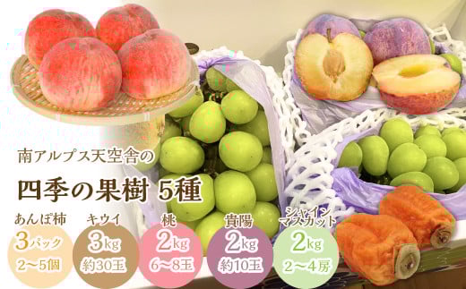 南アルプス天空舎四季の果樹５種（あんぽ柿,キウイ,もも,貴陽,シャインマスカット） ALPAB012