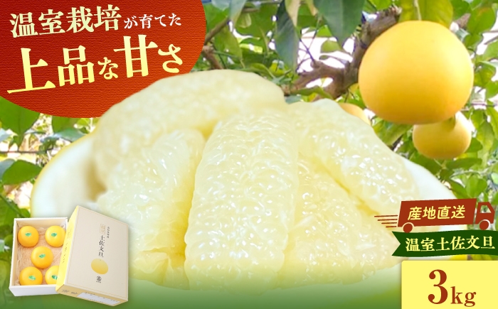 【先行予約】厳選！温室土佐文旦 3kg（5〜6玉） 文旦 ぶんたん 土佐 柑橘 高知県産 フルーツ お取り寄せ 先行予約 高知県 土佐市【土佐文旦の藤岡】[BQBJ001]