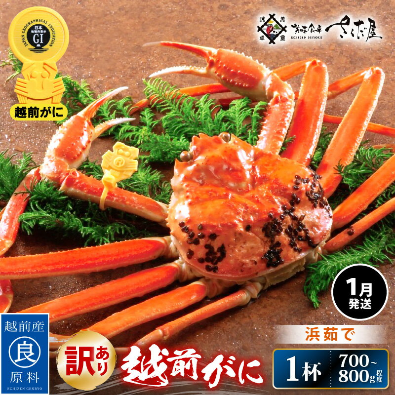 【ふるさと納税】【訳あり】≪浜茹で≫越前がに 約700〜800g × 1杯（茹で前重量）食べ方しおり付き【1月発送】【雄 ズワイガニ ずわいがに かに カニ 蟹 姿 ボイル 福井県】希望日指定可 備考欄に希望日をご記入ください [e04-x022_01]