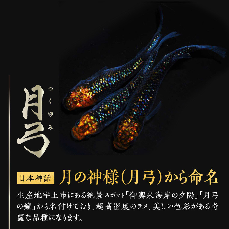 黒いボディに黄色い斑などの表現にラメの細かさや並びにもこだわった人気品種　※お渡しするのはオス・メスの１ペア。