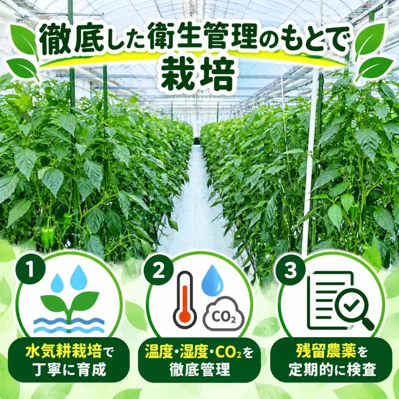 ピーマン 1.5kg 秀品 野菜 ぴーまん