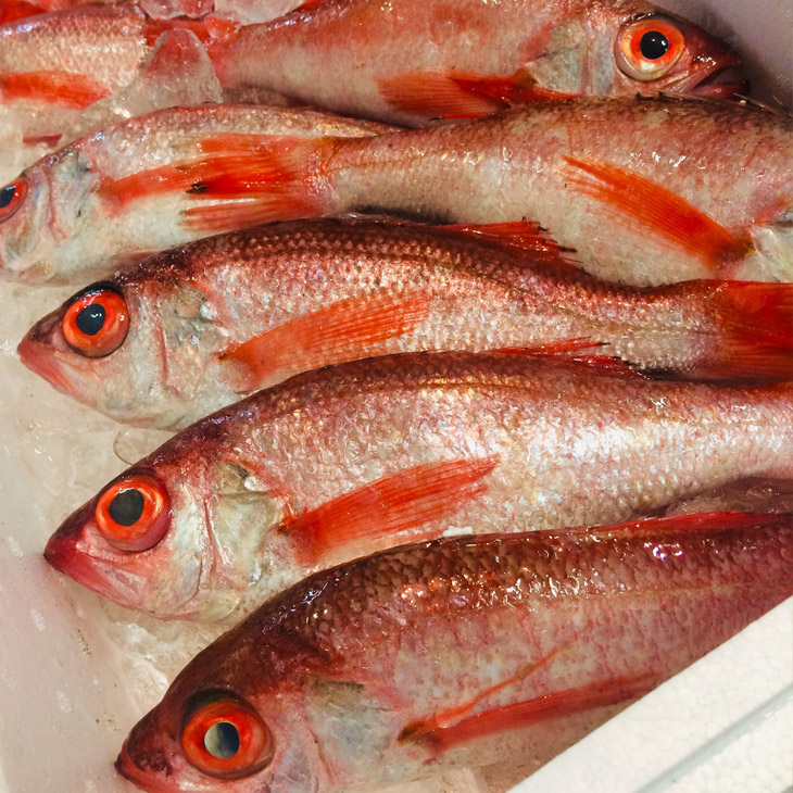 魚介類　海鮮/天然のどぐろしゃぶしゃぶセット 1?2名様用 180g×1皿（のどぐろ2匹分）＋だし用骨付 ※2024年5月上旬～10月下旬頃に順次発送予定