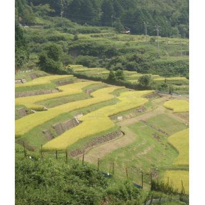 ふるさと納税 養父市 清流の里　養父市大屋の棚田で穫れたコシヒカリ「温石米」8kg(2024年収穫米) |  | 02