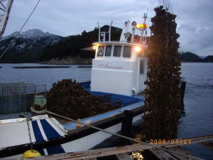 冷凍 殻付 牡蠣 10kg｜広島県産カキ かき  一年中旬の味 宮島 瀬戸 [1378]