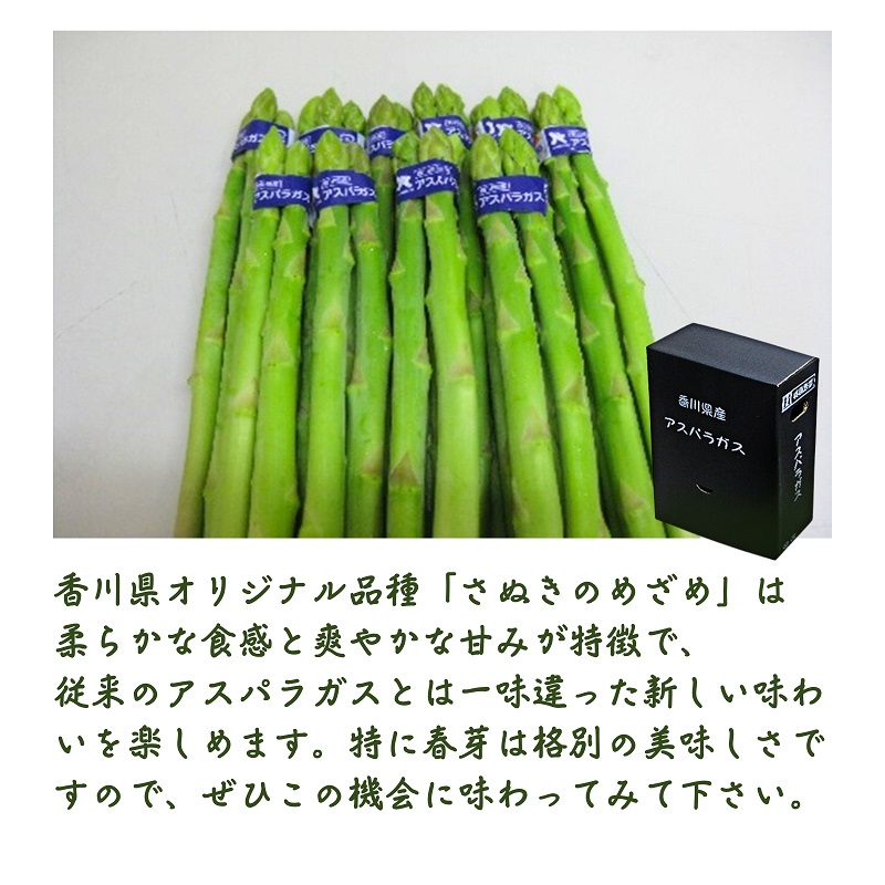 さぬきのめざめ（アスパラガス）春芽 旬野菜 約500g（約100g×5束） 野菜セット 