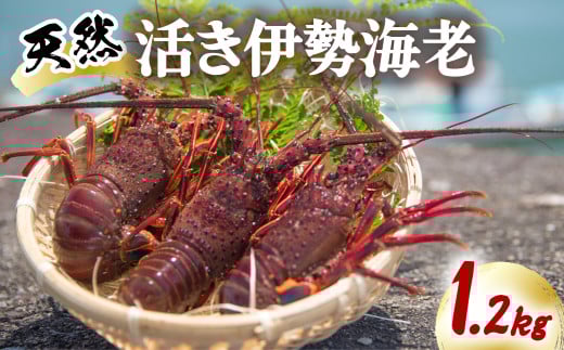 伊勢海老 天然 1.2kg 活伊勢海老 厳選 産地直送 香りが違う 配送日指定可
