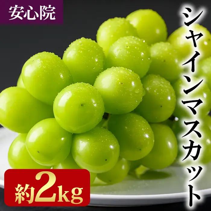 シャインマスカット(約2kg)フルーツ 果物 葡萄 ぶどう 安心院 人気 ランキング＜先行予約受付中！2026年8月下旬より順次発送予定＞＜北海道 沖縄 離島配送不可＞【106300501】【大分県農