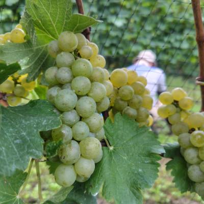 ふるさと納税 中野市 Bozza di Sauvigunon(ソーヴィニヨン・ブラン:白ワイン)750ml×1本 |  | 01