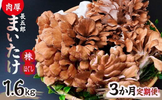 【3ヶ月定期便】 まいたけ 長五郎まいたけ かぶ500g×2個 ほぐし300g×2袋 合計1600g ｜舞茸 まいたけ レシピ付き ジューシー ステーキ 天ぷら 炊き込みご飯 舞茸ご飯 ごはん きのこ 野菜 丸ごと 国産 無農薬 安全 安心 食物繊維 健康 カロリー 低い 産地直送 プレゼント ギフト 贈り物