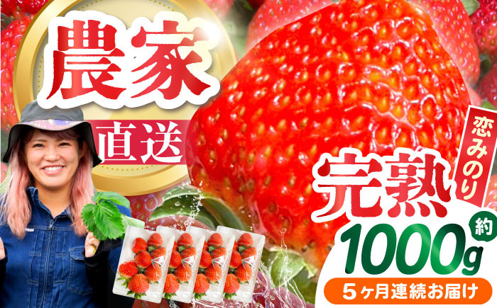 
            【2025年1月〜発送】【5回定期便】南島原産 いちご 「恋みのり」約260g×4P /  いちご イチゴ 苺 フルーツ 果物 / 南島原市 / あゆみfarm [SFF004]
          