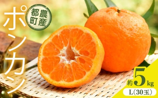 先行予約≪期間限定≫都農町産「ポンカン(Lサイズ)」 約5kg フルーツ 果物 柑橘 国産_T008-015