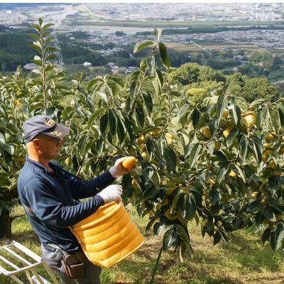 ふるさと納税 橋本市 柳フルーツ園の富有柿 約2kg【2025年冬配送】 |  | 02