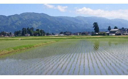 【令和7年産】定期便・12回  富山県産こしひかり 　育（はぐくみ）  白米５kg×２袋《南砺の逸品》