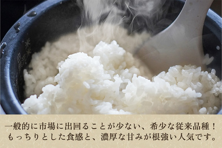 【令和7年産】【定期便3回毎月お届け】老舗米穀店が厳選 新潟県加茂市産コシヒカリ「七谷米」無洗米10kg（5kg×2）〈順次出荷〉 従来品種 金子米店