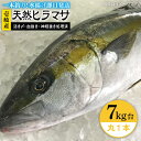 【ふるさと納税】壱岐島産天然ヒラマサ（7キロ台・丸もの） 《壱岐市》【壱岐島　玄海屋】[JBS072] ヒラマサ 魚 刺身 煮物 カルパッチョ お寿司 92000 92000円 9万円 のし プレゼント ギフト 冷蔵配送