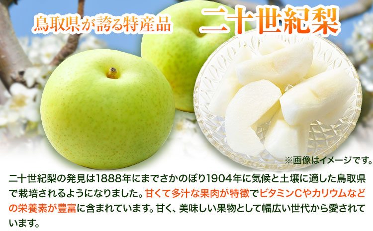 なし 梨 秀品 二十世紀梨 約4kg(6〜13玉) 高間商店《8月下旬-10月上旬頃出荷》鳥取県 八頭町 果物 フルーツ 和梨