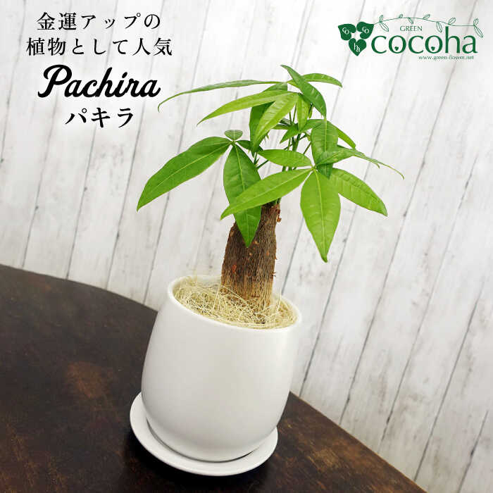 発財樹『 パキラ 』 money tree 観葉植物 グリーン インテリア 糸島市 / cocoha [AWB026]
