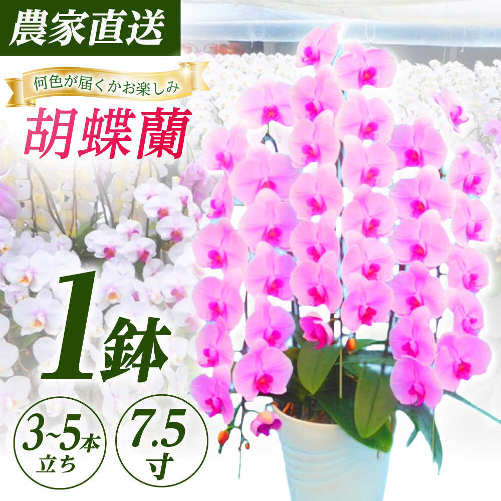 【ふるさと納税】【3〜5本立ち7.5寸】生産農家直送！胡蝶蘭 1鉢【足柄金太郎洋蘭園】開成町 洋蘭 蘭 お花 生花 鉢花 鉢[BDAB010]