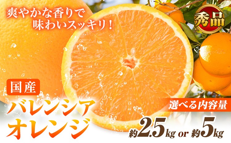 
            【秀品】※先行予約※希少な国産バレンシアオレンジ 選べる 約2.5kg 約5kg 株式会社 魚鶴商店《2026年6月下旬頃～7月上旬頃出荷》和歌山県 日高川町 オレンジ 柑橘 フルーツ 果物
          
