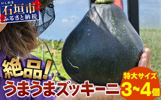 
希少！「絶品うまうまズッキーニ」特大サイズ3～4個 贈答用にも！農薬を使わず、特許製法のシリカ水で栽培する特別な野菜【 産地直送 沖縄県 石垣島産 丸ズッキーニ だるまズッキーニ 野菜 】OI-18
