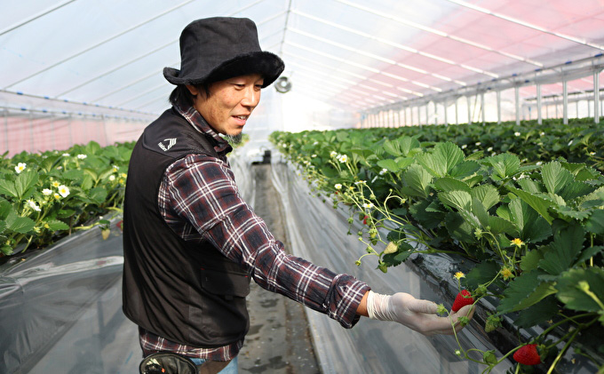 いちご 古都華 約270g ×4パック フルーツ 果物 旬 産地直送 旬のフルーツ 旬の果物 お取り寄せ おやつ デザート 希少 ことか 苺 冷蔵 冷蔵配送 奈良 奈良県 BN001