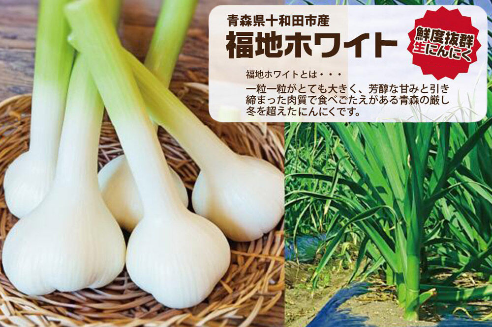 《定期便4ヶ月》生にんにくで作った黒にんにく（熟成黒にんにく）黒丸300g 約1ヶ月分 [発酵食品 黒ニンニク 熟成 国産 福地ホワイト六片種 ニンニク]