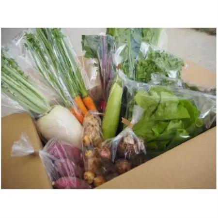【農家直送】なるべく自然に近い環境で栽培した「季節のおまかせ野菜セット』(7～9品)【配送不可地域：離島】【1705543】