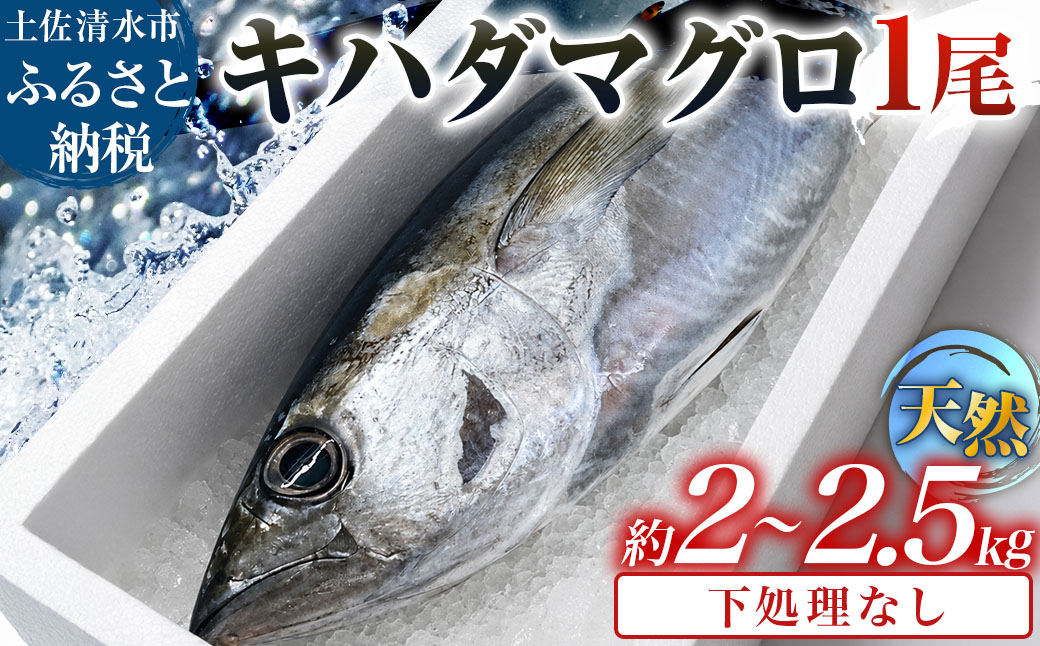 キハダマグロ 1尾 約2～2.5kg 約40～60cm 約8～12人前 下処理なし まぐろ 鮪 天然 刺身 お刺身 刺し身 丸ごと 1本 1尾 お造り 魚 海鮮 食品 冷蔵 配送 高知県【R01757