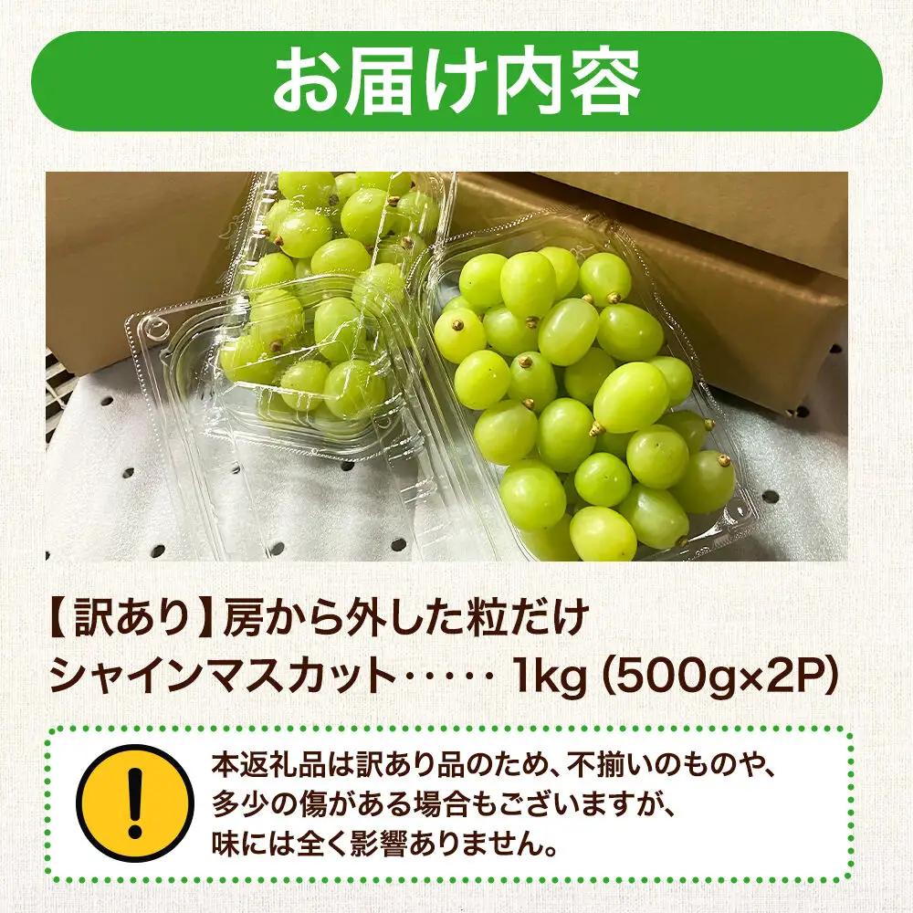 【26年9月～発送】【訳あり】 房から外した粒だけシャインマスカット1kg（500g×2パック） ぶどう フルーツ 果物 ブドウ 葡萄 グレープ くだもの 産地直送