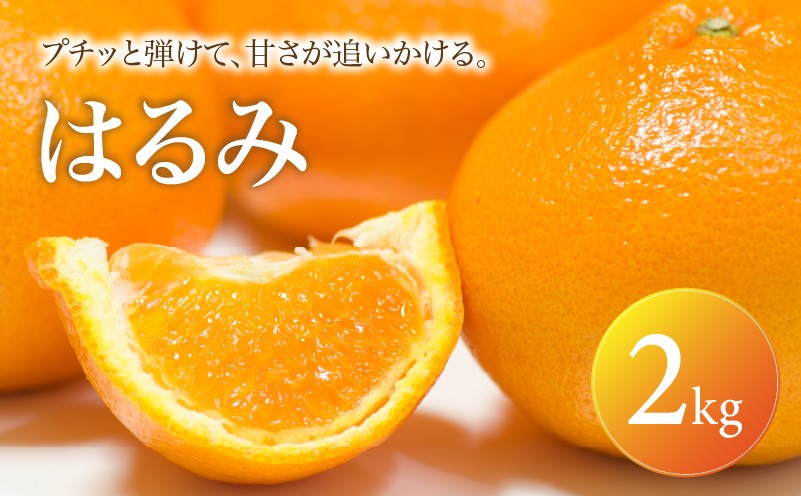 
                   はるみ 家庭用 2kg 【2027年2月中旬頃から順次発送】 | みかん ミカン mikan 蜜柑 訳ありフルーツ 柑橘 果物 おすすめ お勧め お取り寄せ ギフト 愛媛県 松山市
                