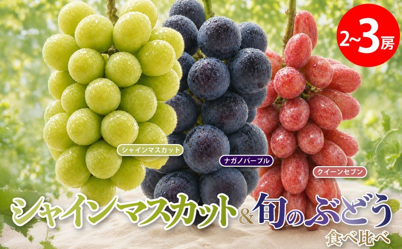 
                  シャインマスカット ぶどう 食べ比べ 2~3房 約1.1~1.7kg ナガノパープル クイーンセブン クイーンニーナ ぶどう 葡萄 グレープ フルーツ マスカット 種なし シャインマスカット種なし 果実 旬 産地直送 果物 くだもの しゃいんますかっと  shainnmasukatto budou 国産 お取り寄せ ふるさと納税 茨城県 鹿嶋市 【2026年8月下旬より順次発送】
                